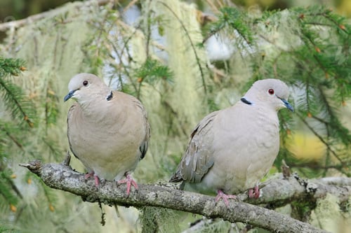 Preview: Two doves perched on a branch.