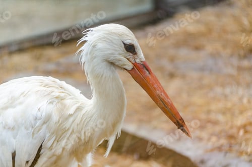 Preview: Portrait of white stork with prominent beak in natural habitat