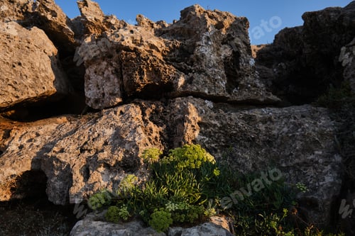 Preview: Apiaceae plants growing among rocks at sunset