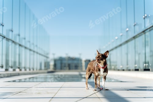 Preview: Cute little puppy on a leash walks outdoors. Doggy on a walk