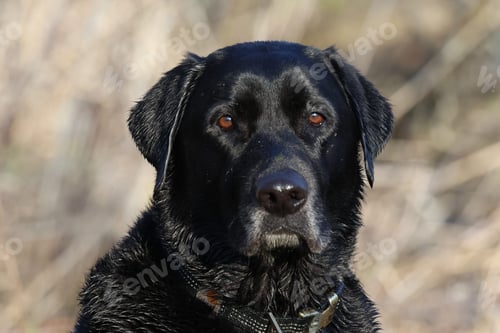 Preview: Black dog in an outdoor environment, surrounded by tall dried grass and vegetation