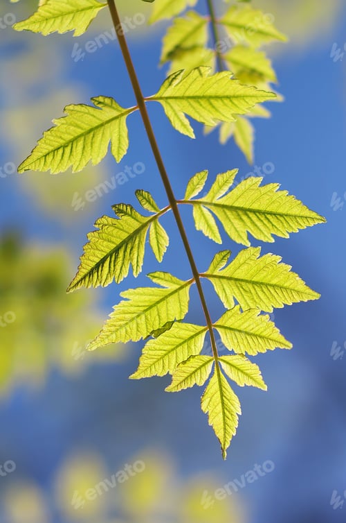 Preview: Spring leaf