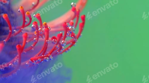 Preview: Bright background.Stock footage.The water is filled with purple paint and the paint gently falls on