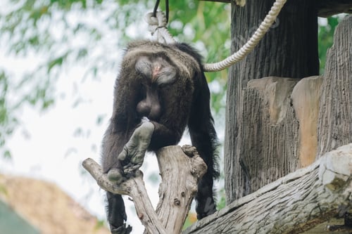 Preview: Back portrait of a Chimpanzee (Pan troglodytes) showing its buttock while standing on a platform.