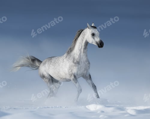 Preview: Purebred grey Arabian Horse galloping over meadow in Snow