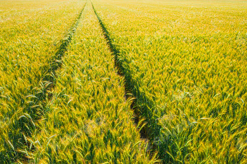Preview: Golden fields of wheat. Agriculture in Poland.