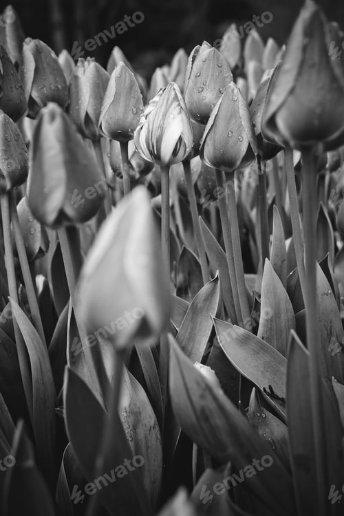 Preview: Flowers of tulips in black and white.