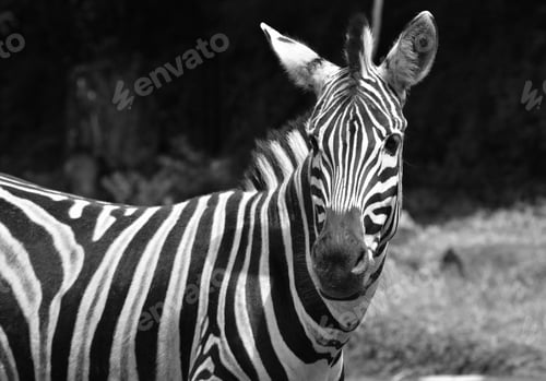 Preview: Close up of Black and White Zebra, Plains zebra, Equus quagga