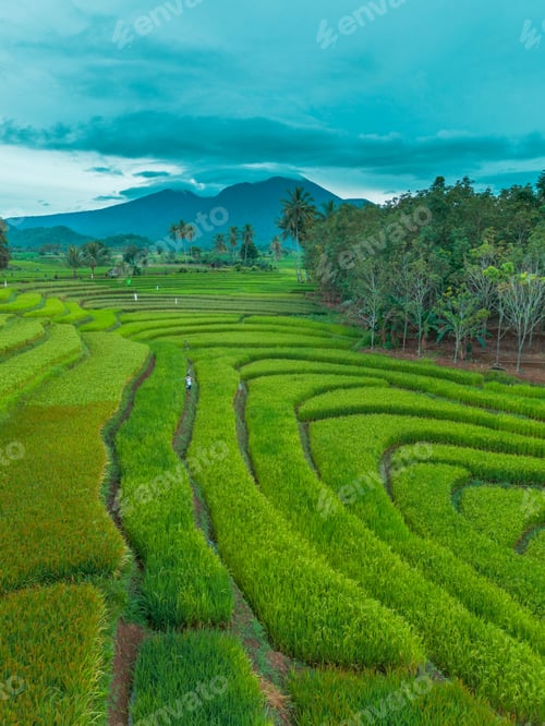 Preview: beautiful morning view indonesia panorama landscape paddy fields
