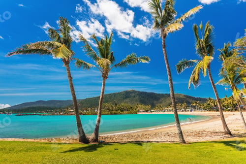 Preview: Sandy beach with palm trees, Airlie Beach, Whitsundays, Queensla