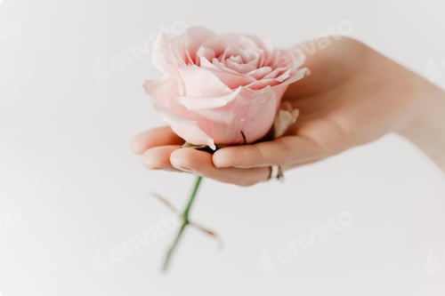 Preview: Woman holding a pink rose. Visit Kaboompics for more free images