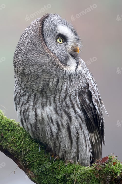 Preview: close-up of a great grey owl (Strix nebulosa)