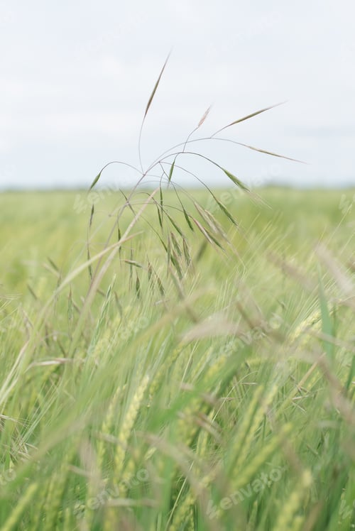 Preview: Green grain fields, vertical capture.