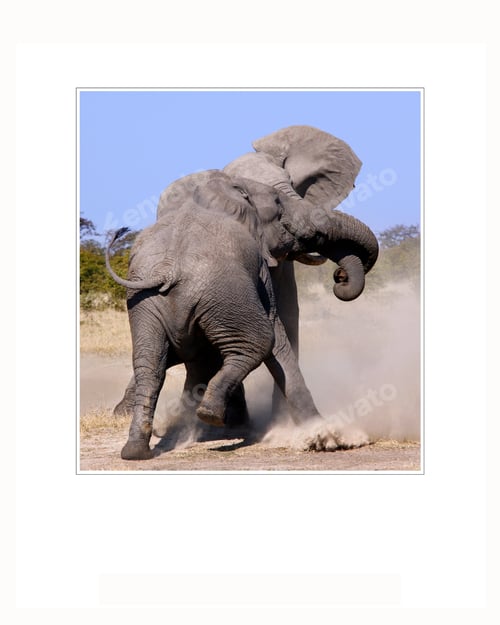Preview: African Bull Elephants fighting