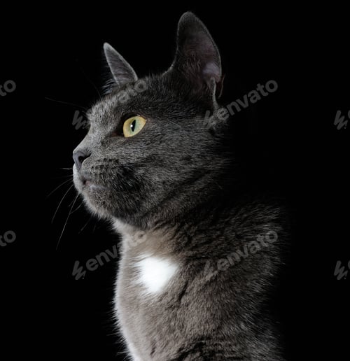 Preview: Cute grey cat