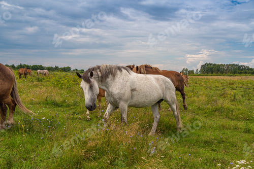 Preview: horses heavyweights walking in nature