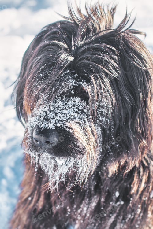 Preview: A dog with black fur and a snowy muzzle