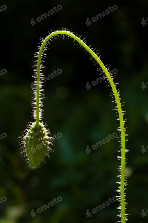 Preview: Red poppy flower bud