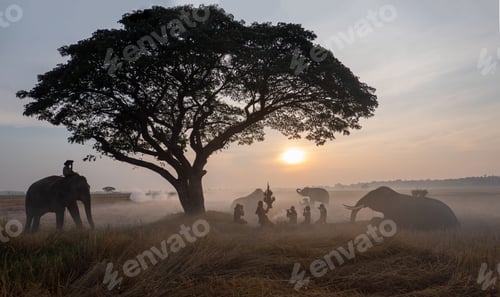 Preview: Farmer and Elephant at rice field against sunrise in Thailand.