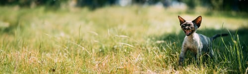 Preview: Young Gray Devon Rex Kitten Meowing In Green Grass. Short-haired Cat Of English Breed
