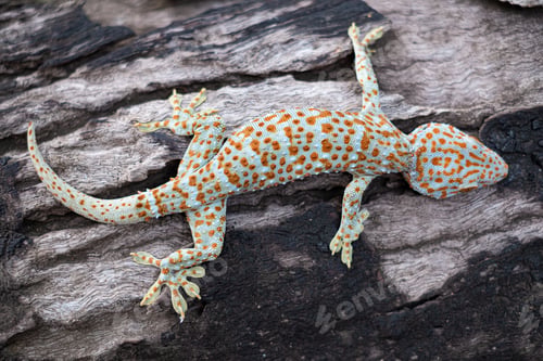 Preview: Tokay gecko