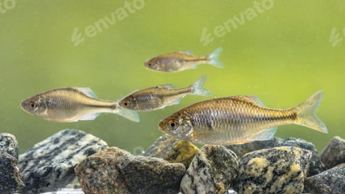 Preview: European bitterling shoal natural environment
