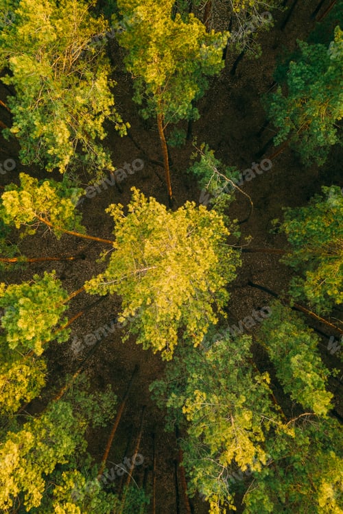 Preview: Aerial View Of Green Pine Coniferous Forest In Landscape In Spring. Top View From Attitude. Drone