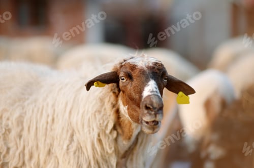 Preview: Sheeps with a tags on ears in corral on the farm. Wool production.