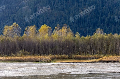 Preview: Autumn Forest Edge By River With Golden Trees And Mountain Backdrop, Pemberton BC Canada