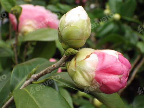 Preview: Selective focus shot of beautiful camellia buds