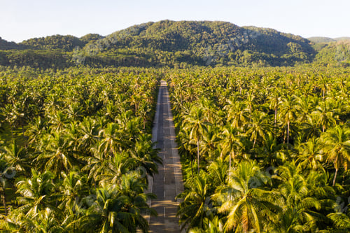 Visualização: Floresta tropical de coqueiros