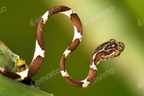 Preview: Blunthead Tree Snake, Napo River Basin, Amazonia, Ecuador