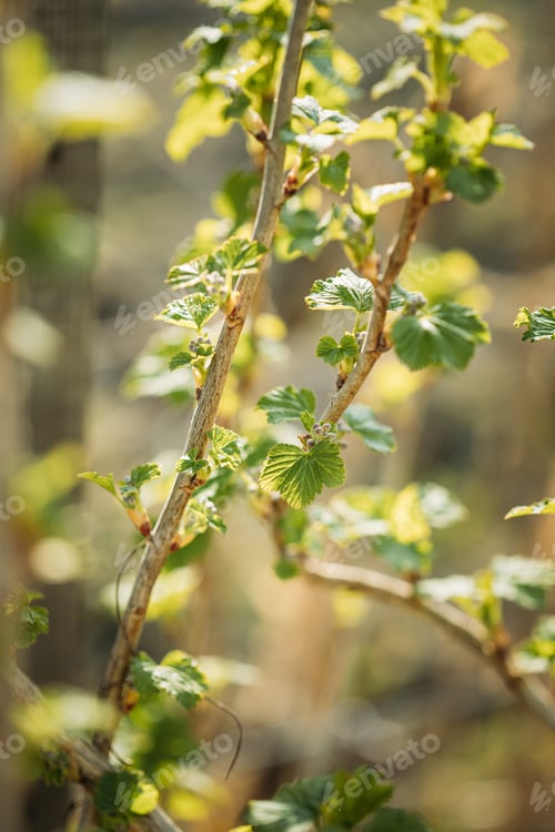 Preview: Ribes Nigrum Or Black Currant. Young Spring Green Leaf Leaves Growing In Bush Plant. Young Lush On