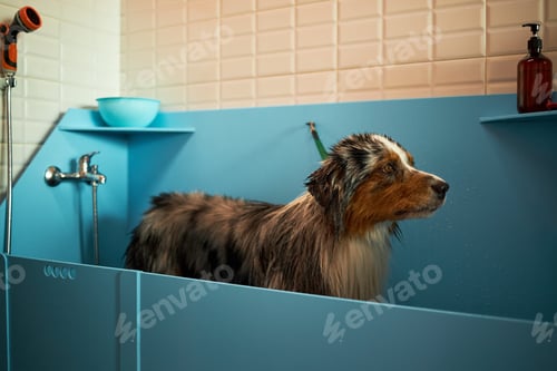 Preview: Australian Shepherd Dog Standing in Bathtub during Grooming Session