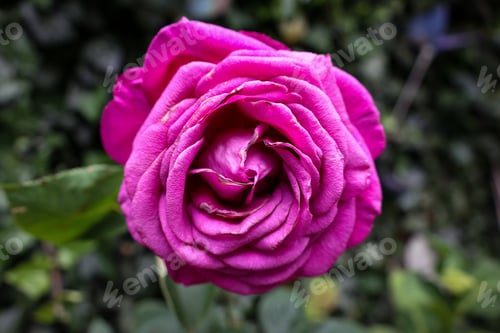 Preview: Closeup shot of a pink rose in a garden on blurred background