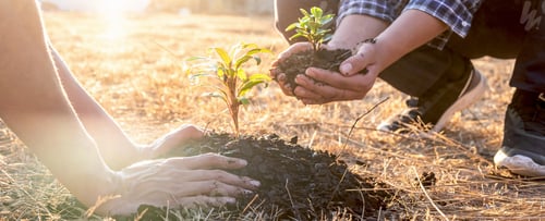 Preview: Hand of people helping plant the seedlings tree to preserve natural environment while working save
