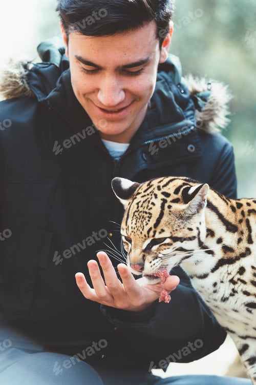Preview: Man feeding leopard in zoo