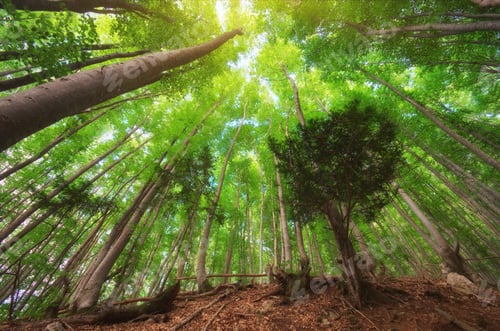 Preview: Spring forest