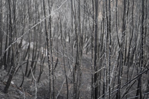 Preview: Burnt Forest covered by ash after the bushfire
