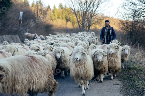 Preview: Cuzdrioara, Romania - 7 March, 2026: Shepherd and his flock of sheep