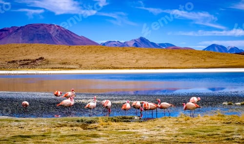Preview: Beautiful flamingos at lagoon in Bolivia