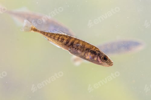 Preview: Ninespine stickleback freshwater fish