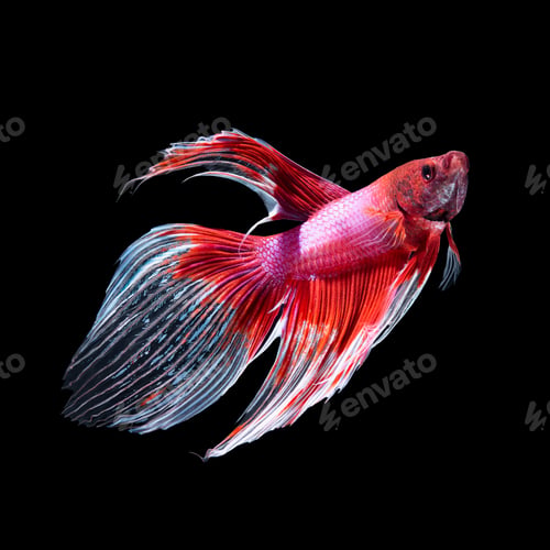 Preview: betta fish on black