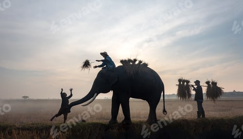 Preview: Farmer and Elephant at rice field against sunrise in Thailand.