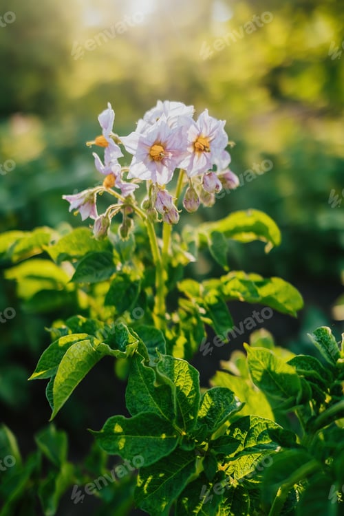 Preview: Blooming potato, young fresh plant growing on farmland, field. Fertile rich soil