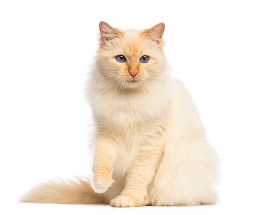 Preview: Birman sitting and looking away against white background