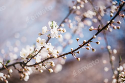 Preview: Branches of blossoming cherry macro with soft focus Easter and spring greeting cards. Springtime