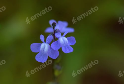 Preview: Blue Toadflax