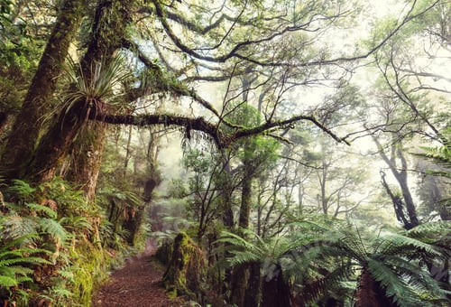 Preview: New Zealand forest