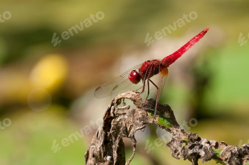 Preview: Red Dragondly Basking in the Sun